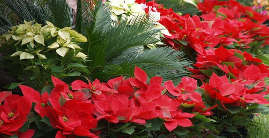 Porque a planta bico de papagaio não fica vermelha Aprenda Como Cuidar Flor Do Natal Bico De Papagaio Garden Center Bandeirantes